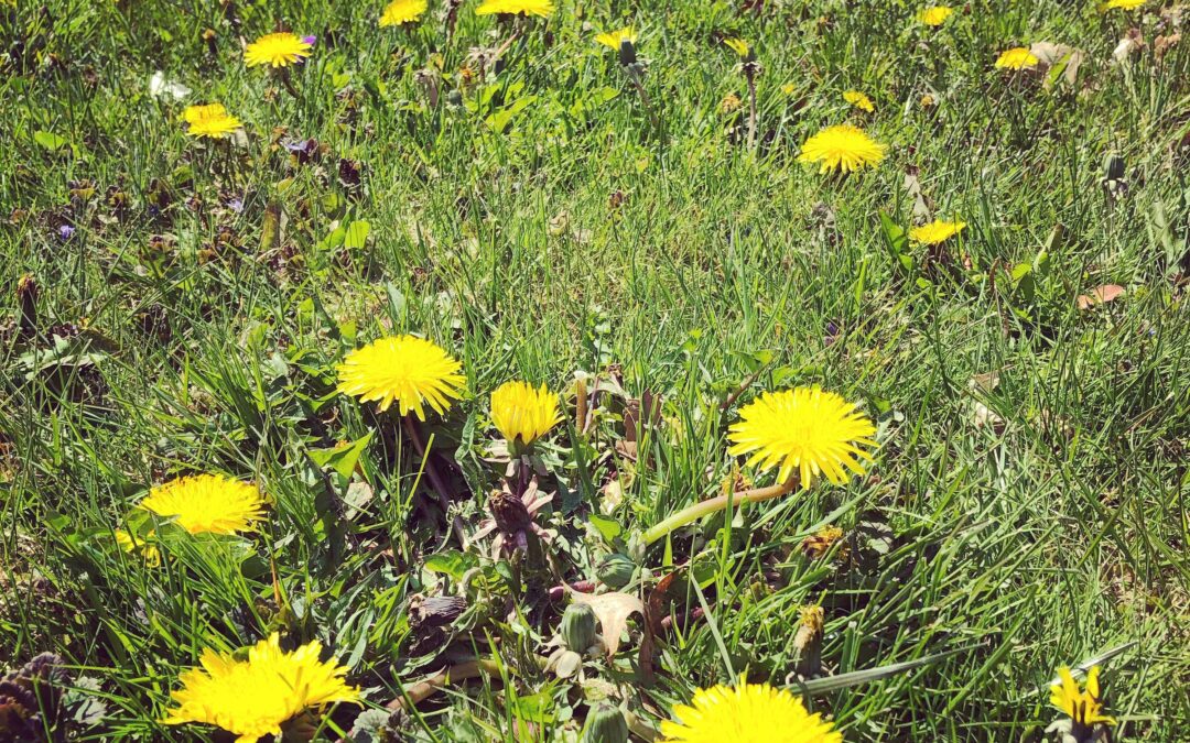 Why Dandelions Are the New Status Symbol…